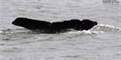 Volunteers answer call to transcribe 1844 whaler’s journal – Boston News, Weather, Sports
