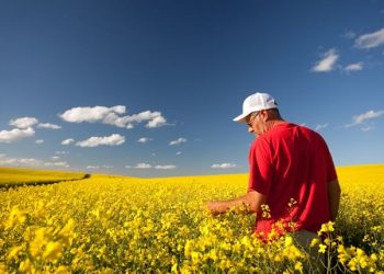 Blocking innovation: How Canada’s novel plant-breeding rules hinder progress in food production